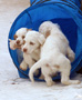 Clumber Spaniel Welpen im Agilitytunnel