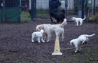 Clumber Spaniel Welpen