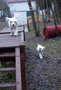 Clumber Spaniel Welpen auf dem Agilitysteg
