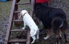 Spielende Clumber Spaniel Welpen auf dem Agilitysteg