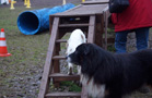Clumber Spaniel Welpen