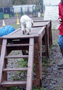 Dukeries'Clumber Puppies auf dem Agilitysteg 