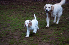 Clumber Spaniel Welpen