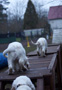  Spaniel Welpen auf dem Agilitysteg