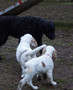 Spielende Clumber Puppies 