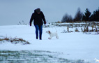 Clumber Spaniel Welpen