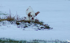 Clumber Spaniel Welpen
