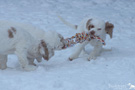  Spielende Spaniel Welpen