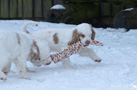 Clumber Spaniel Welpen