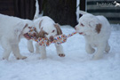 Dukeries'Clumber Spaniel Welpen