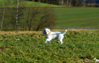 Clumber Spaniel Puppies