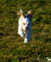 Clumber Spaniel Welpen