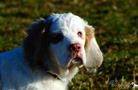 Dukeries'Clumber Spaniel Welpen