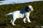 Clumber Spaniel Welpen