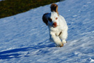 Clumber Spaniel Welpen
