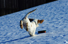 Clumber Spaniel Welpen beim Dummytraining im Schnee