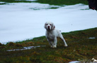 Clumber Spaniel Welpen