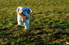  Spaniel Puppies beim Dummytraining