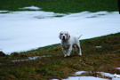 Clumber Spaniel Welpen