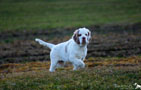 Clumber Spaniel Welpen