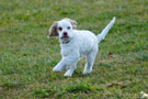  Spaniel Welpen