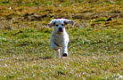 Clumber Spaniel Welpen