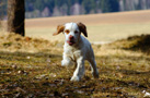 Spielende Clumber Spaniel Puppies