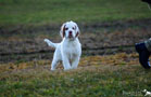 Clumber Spaniel Welpen