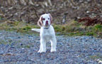 Clumber Spaniel Welpen