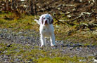 Clumber Spaniel Welpen