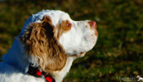 Clumber Spaniel Welpen
