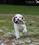 Clumber Spaniel Welpen