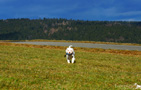  Spaniel Welpen