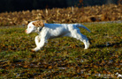 Clumber Spaniel Welpen