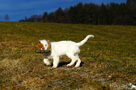 Clumber Spaniel Welpen