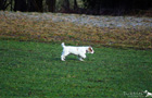 Clumber Spaniel Welpen