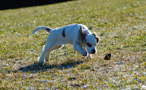 Clumber Spaniel Welpen