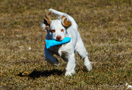 Clumber Spaniel Welpen