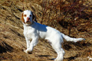 Clumber Spaniel Welpen