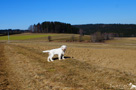Clumber Spaniel Puppies