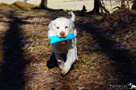 Clumber Spaniel Welpen beim Dummytraining