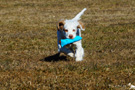 Clumber Spaniel Welpen