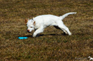 Clumber Spaniel Welpen beim Dummytraining