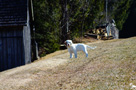 Spaniel Welpen