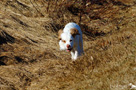 Clumber Spaniel Welpen