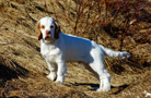 Clumber Spaniel Welpen
