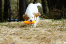 Clumber Spaniel Puppies beim Dummytraining