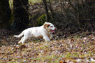 Clumber Spaniel Welpen