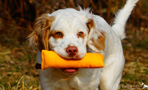 Clumber Spaniel Puppies beim Dummytraining