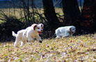Clumber Spaniel Welpen